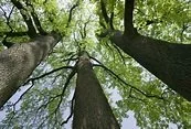 THE THREE TREES