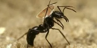 A LESSON FROM AN ANT