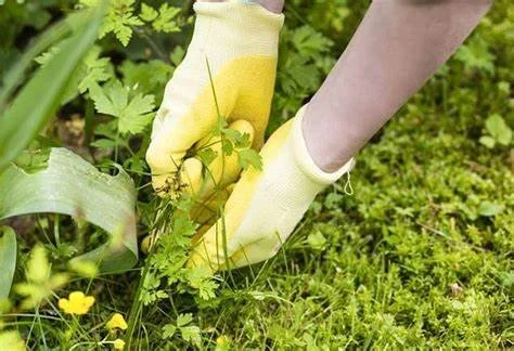 GETTING RID OF THE WEEDS