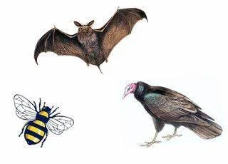 THE BUZZARD, THE BAT, AND THE BUMBLEBEE