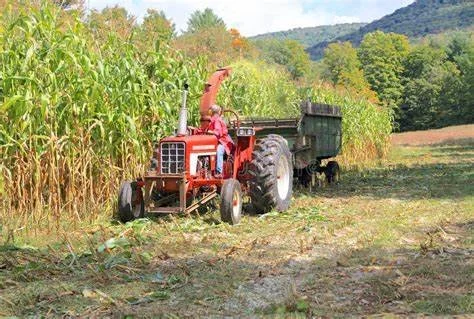 THE CORN FIELD