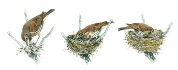 THE BIRD
