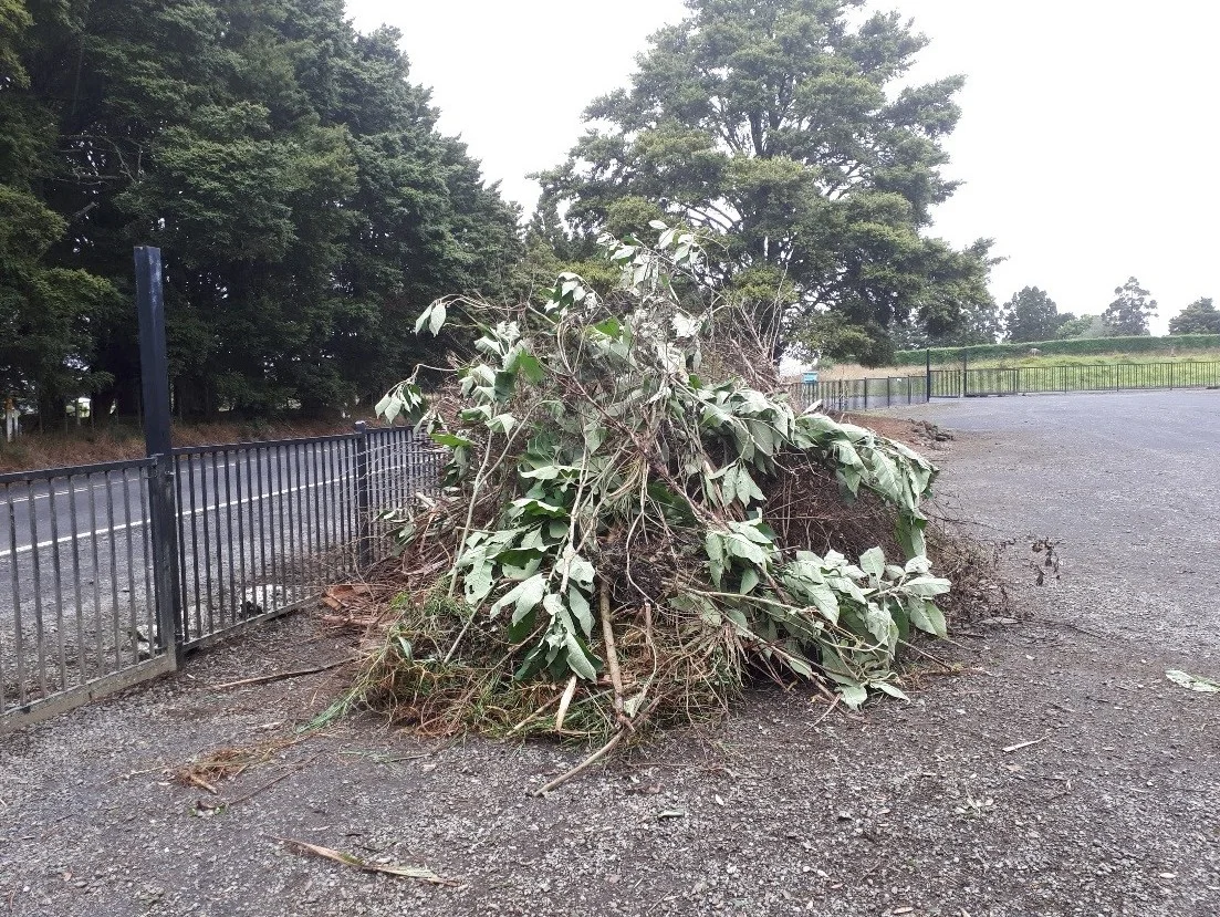 Weeds and rubbish removed