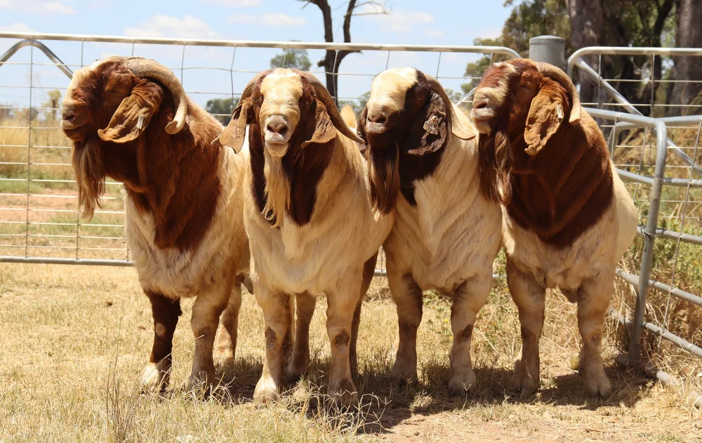 Boer Goats — Valley Boers NSW, Australia