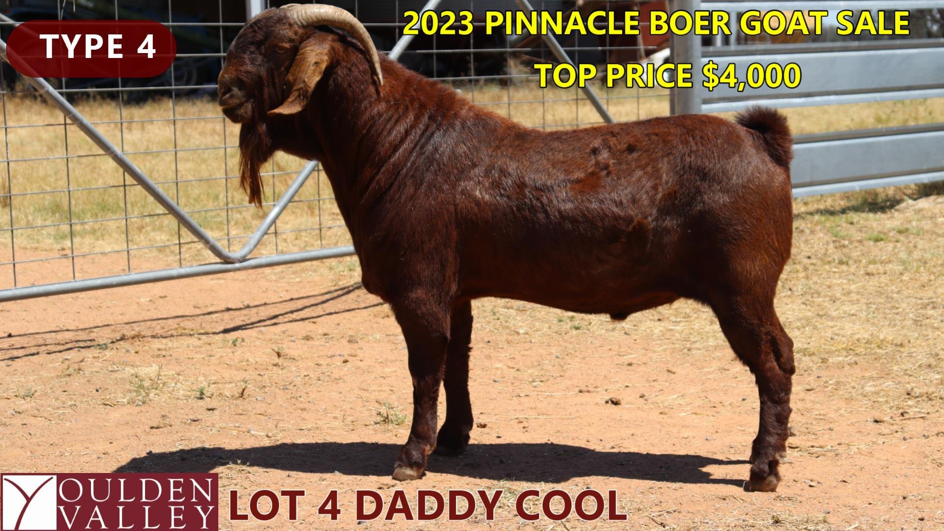 DADDY COOL TOP PRICE.jpg