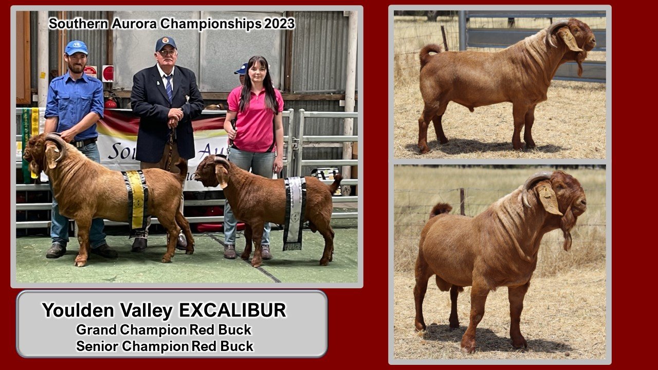 Show results 2020 EXCALIBUR.jpg