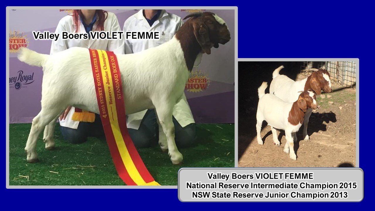 Show results 2023 VIOLET FEMME.jpg