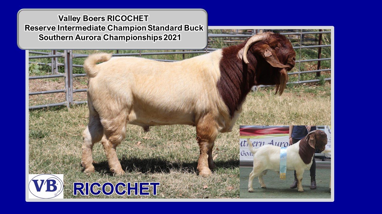 Show results 2021 RICOCHET.jpg