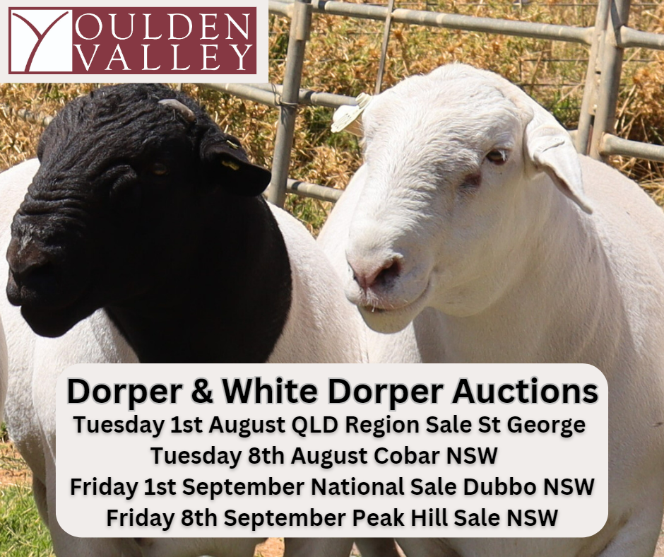 Boer Goats — Valley Boers — NSW, Australia