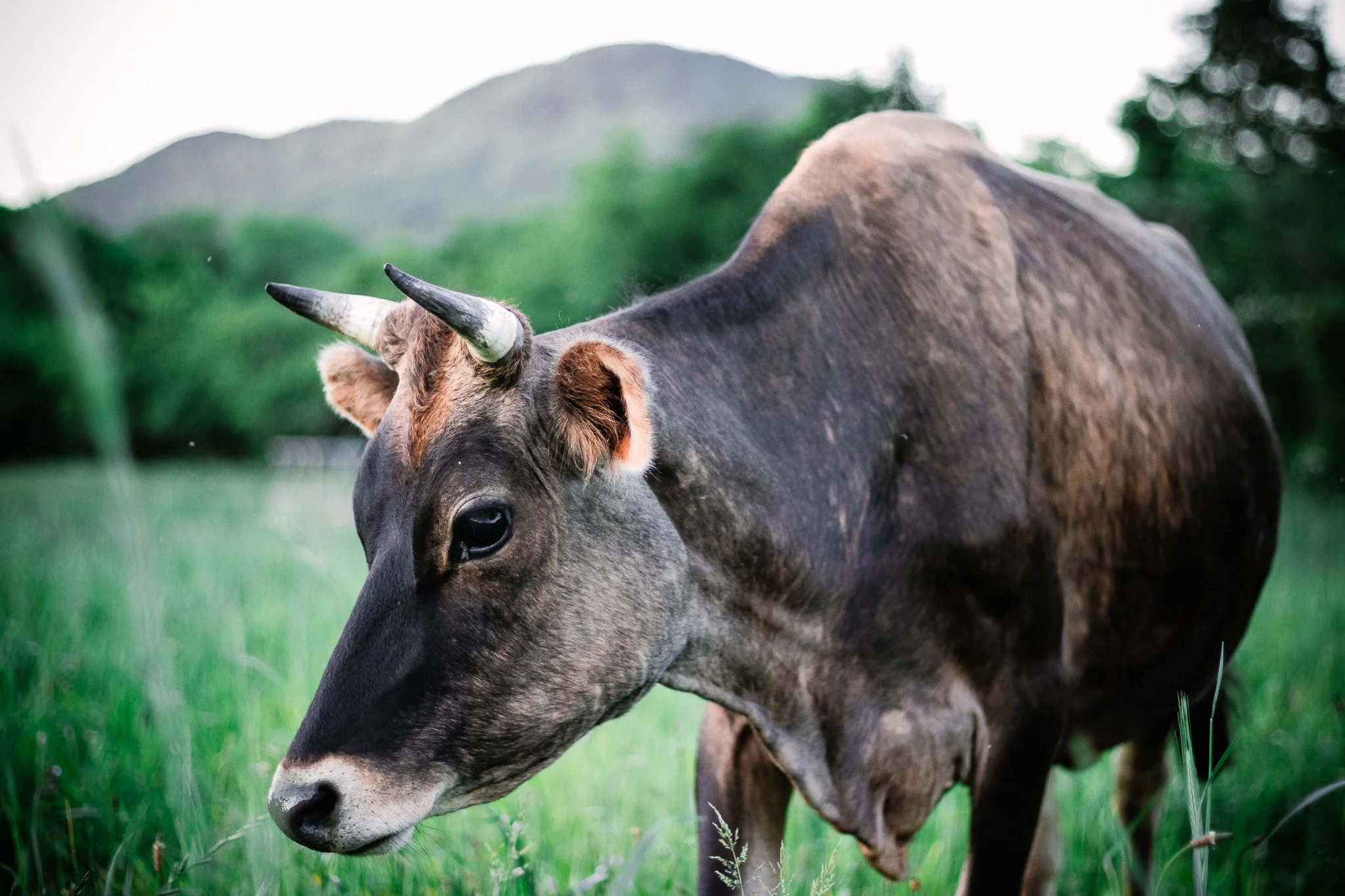 Sequatchie Cove Creamery