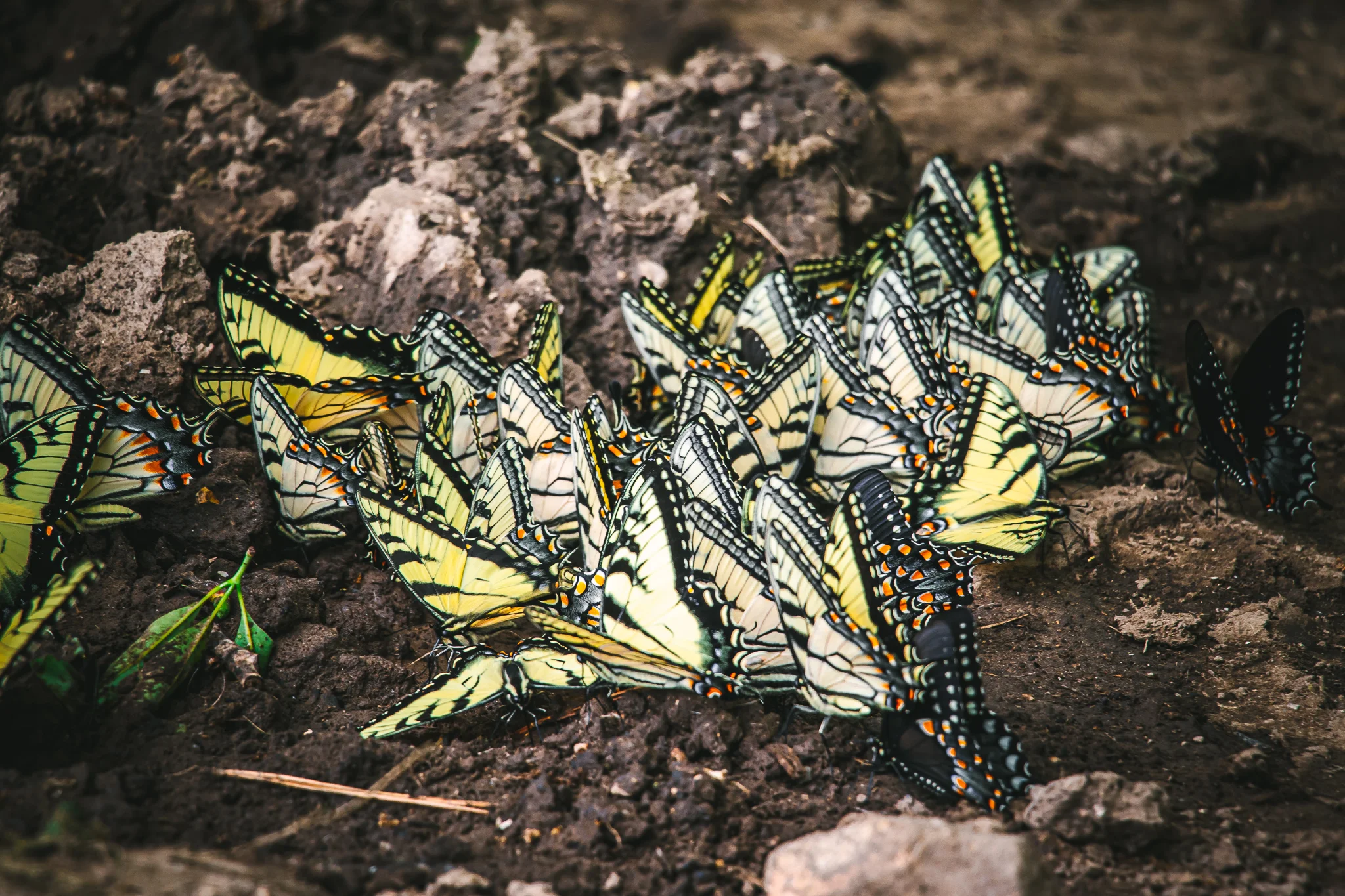 Sequatchie Cove Creamery