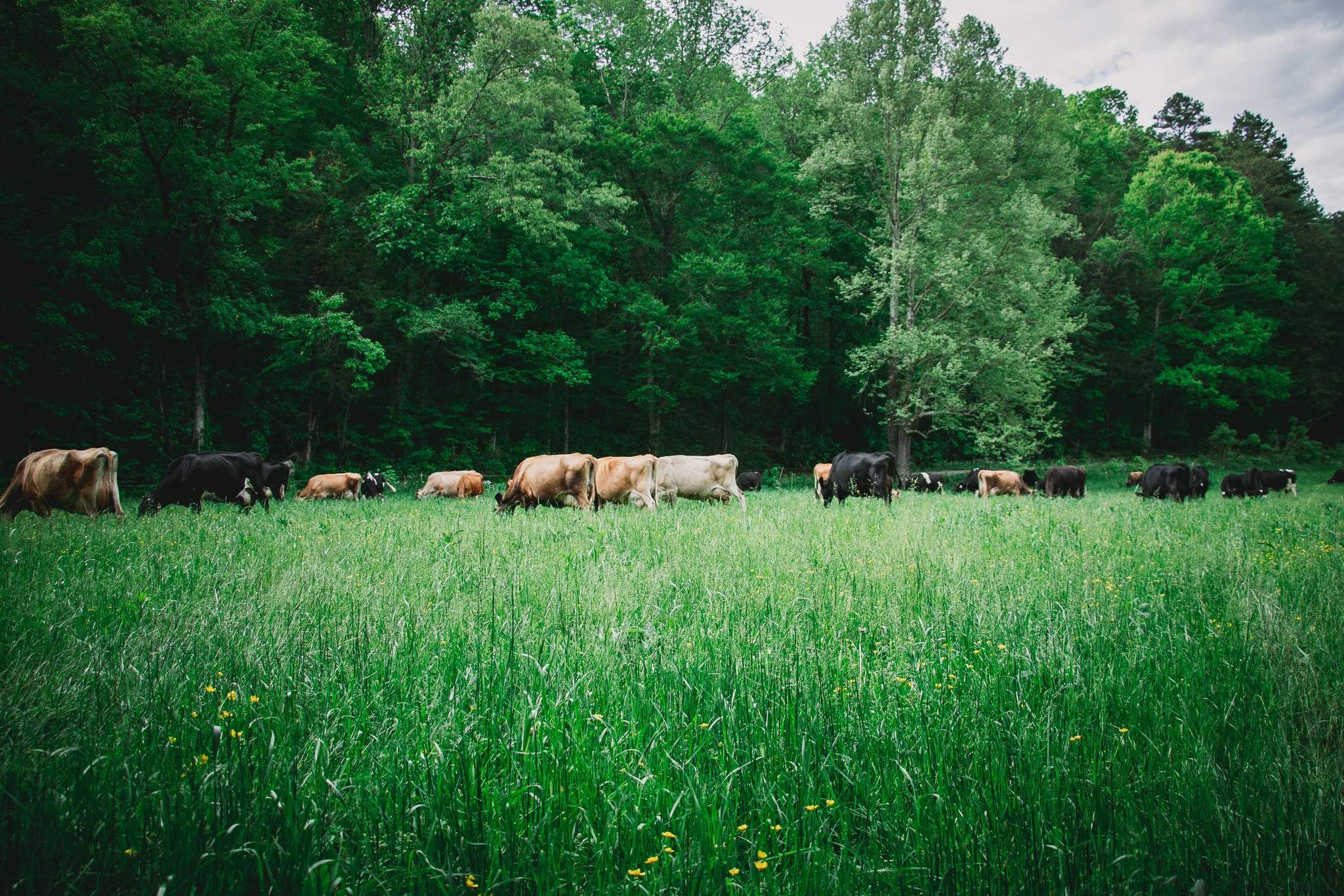 Sequatchie Cove Creamery