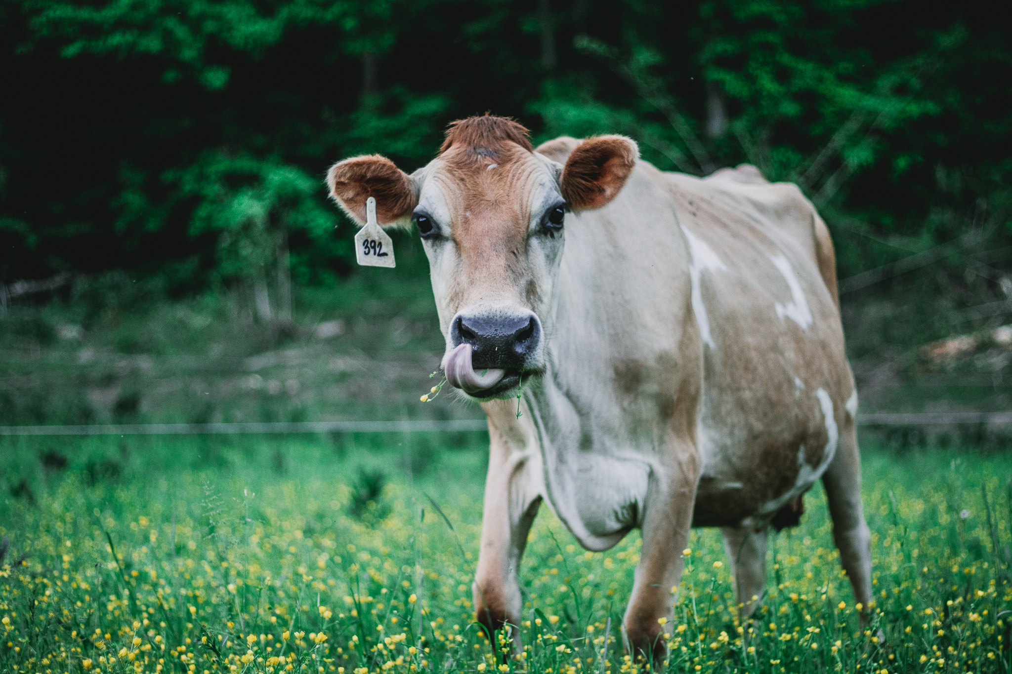 Sequatchie Cove Creamery