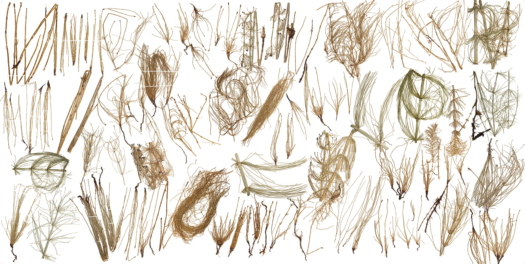 Morphology