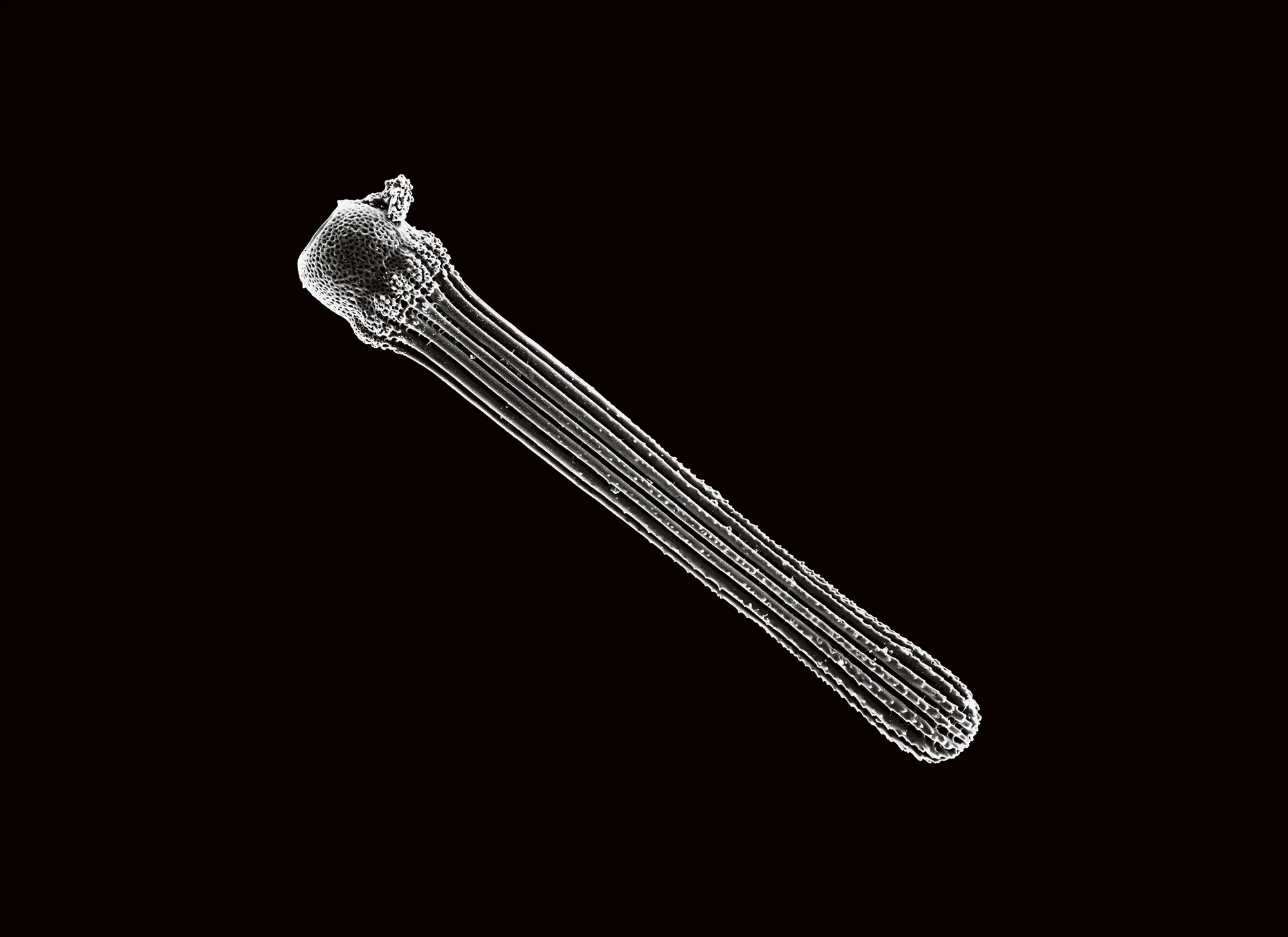 Sea Urchin Spine