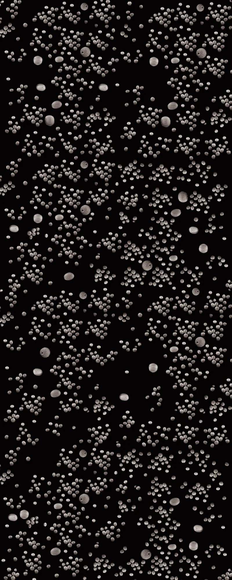 Sponge (Multi-cellular)