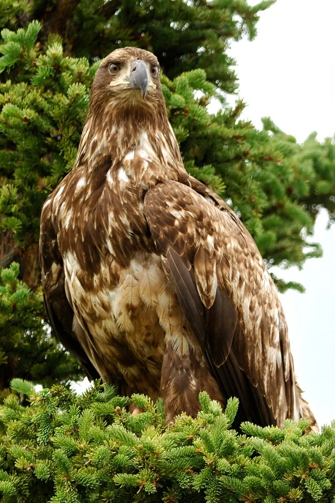Golden Eagle Yukon 