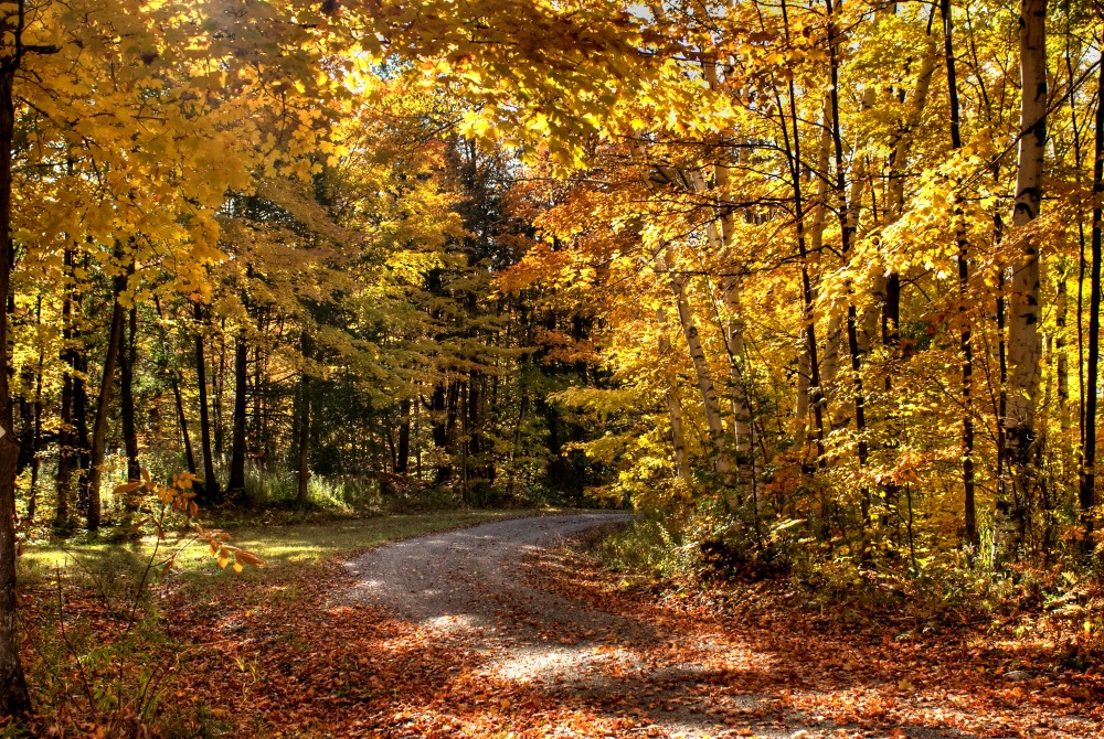 006 fall colours.JPG