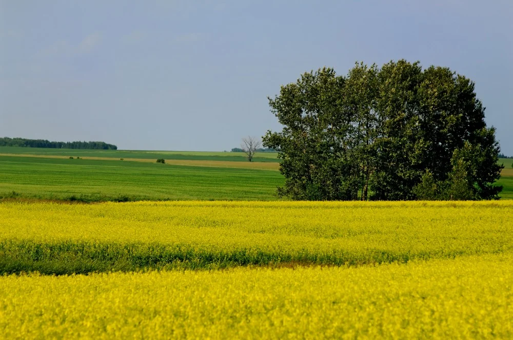 016 field manitoba.JPG
