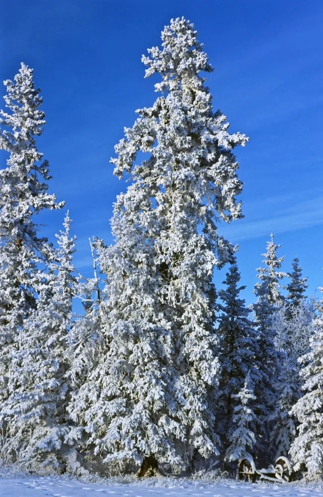 018 frost trees.JPG