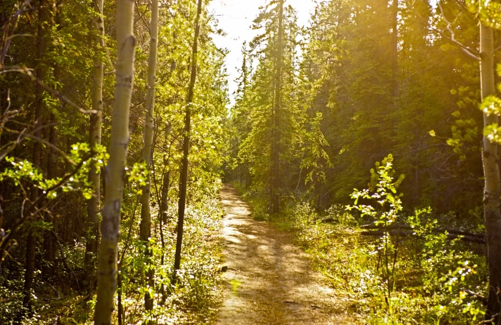 024 yukon river trail.JPG