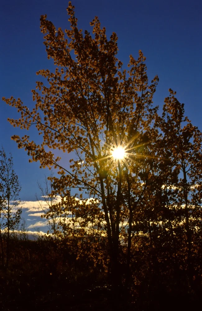 025 fall colours.JPG