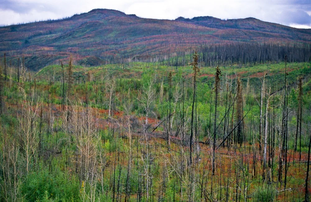 051 forest fire area.JPG