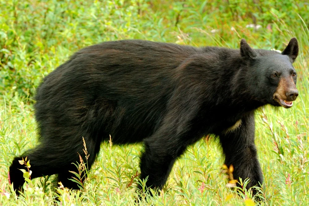 010 black bear yukon.JPG