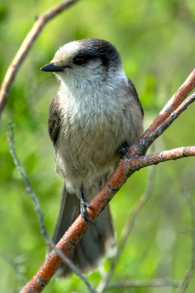 032 chickadee.JPG