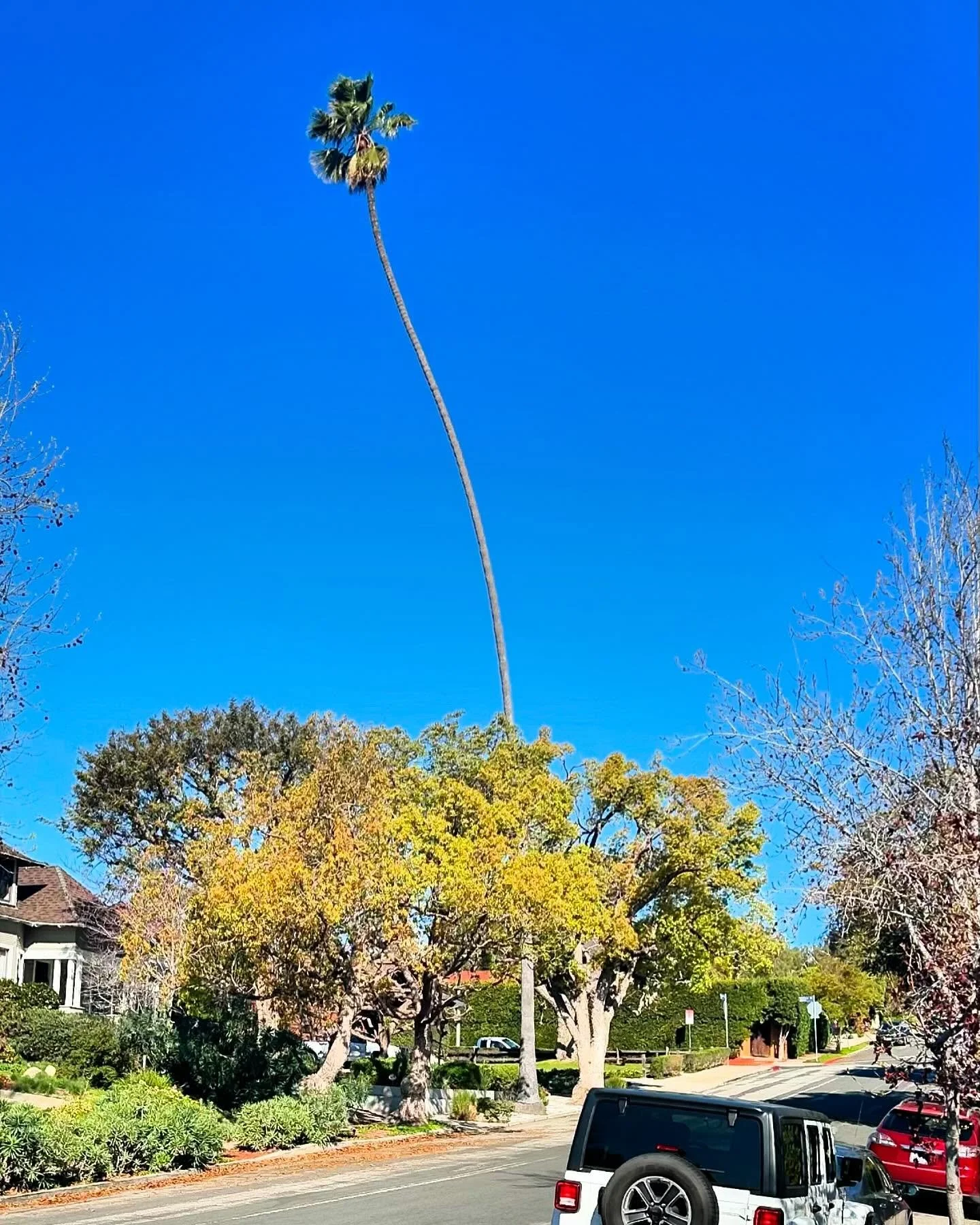 The palm tree breaks the blue sky
A promise of pink skies ahead
Stretching to the sunlight 
A sentinel among shrubs
Keep going&hellip;keep going&hellip;keep going