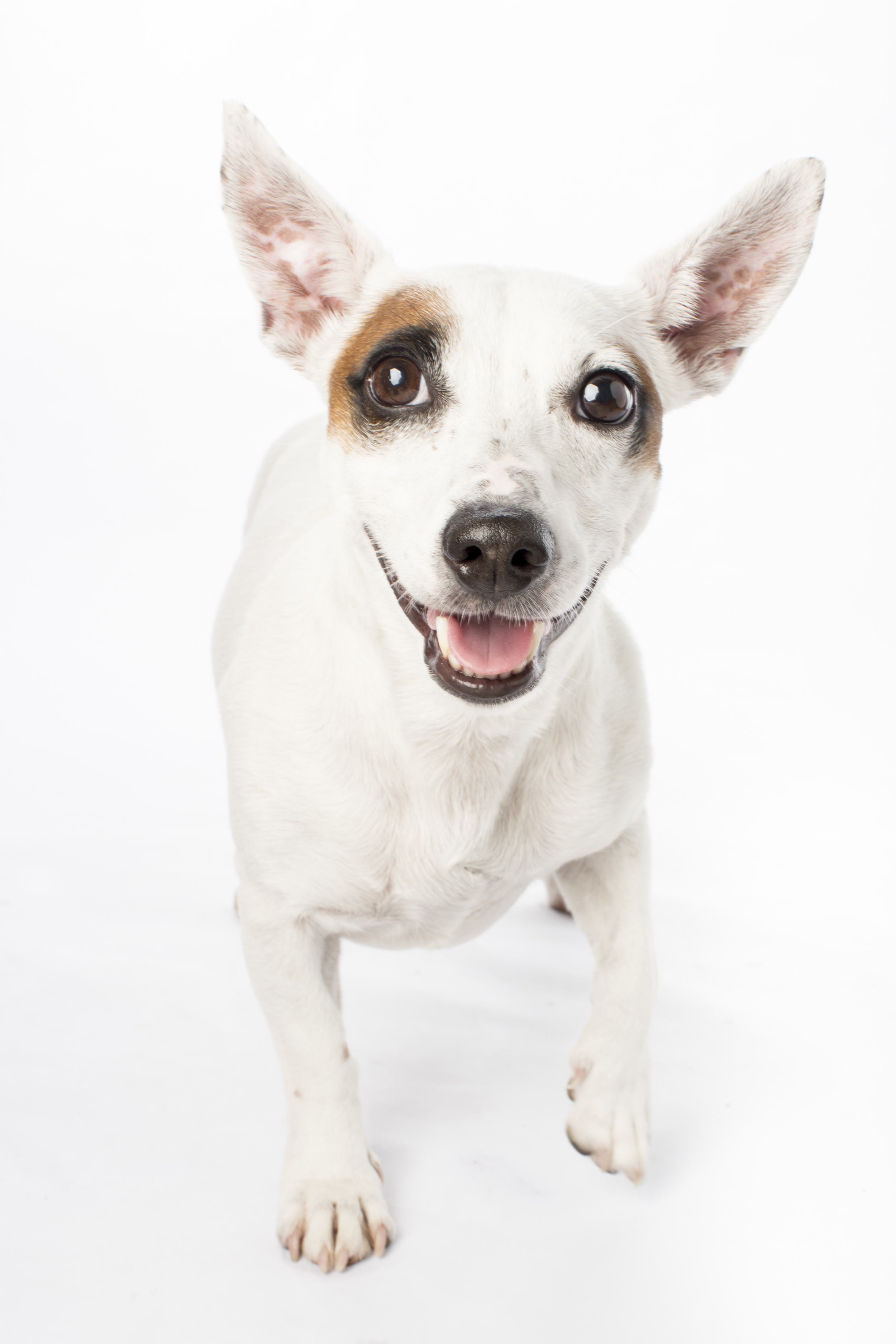 01 Tan eye patch white dog studio pet photography session on white.jpg