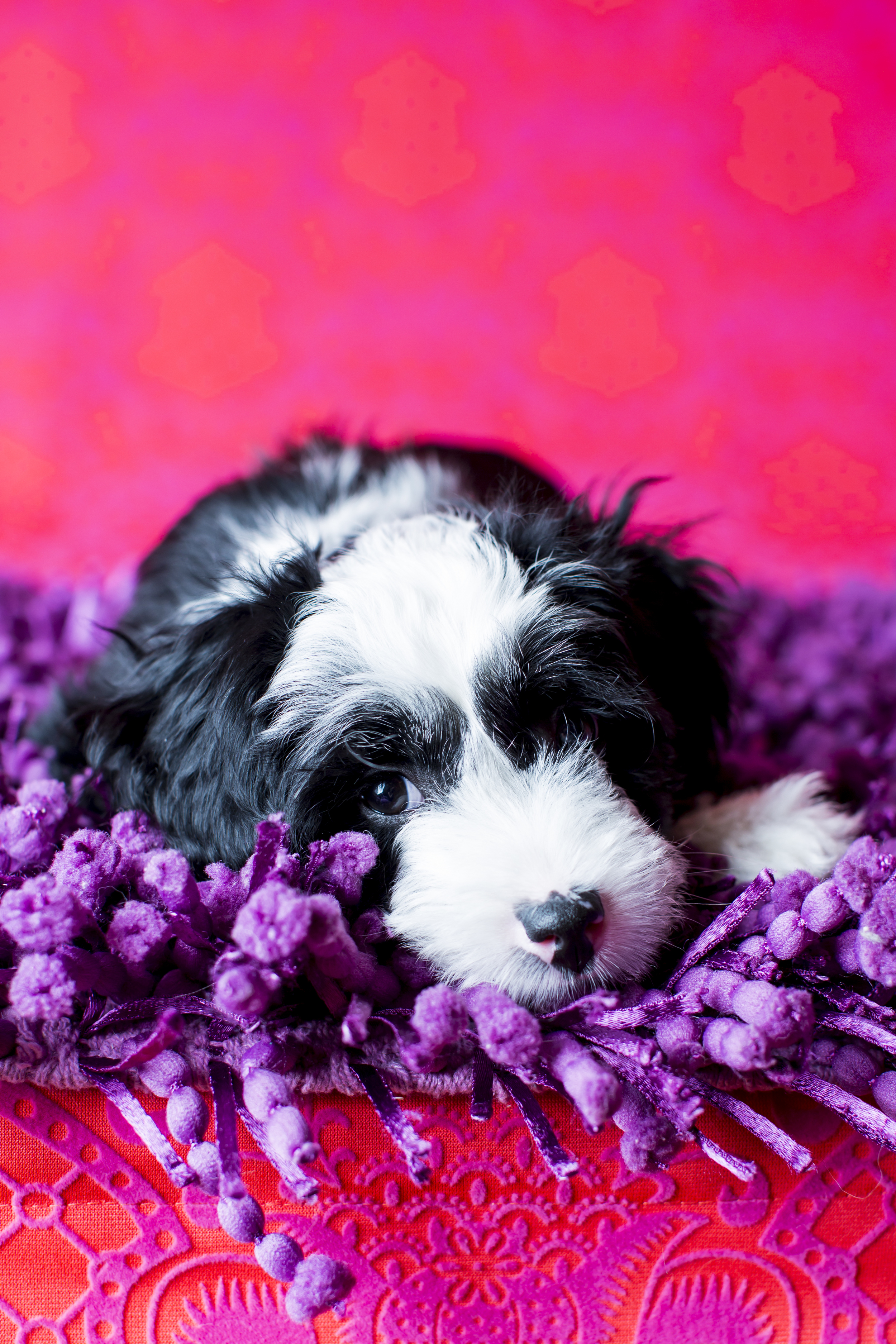 04 White and black puppy studio pet photography session hot pink laying on purple shag rug.jpg