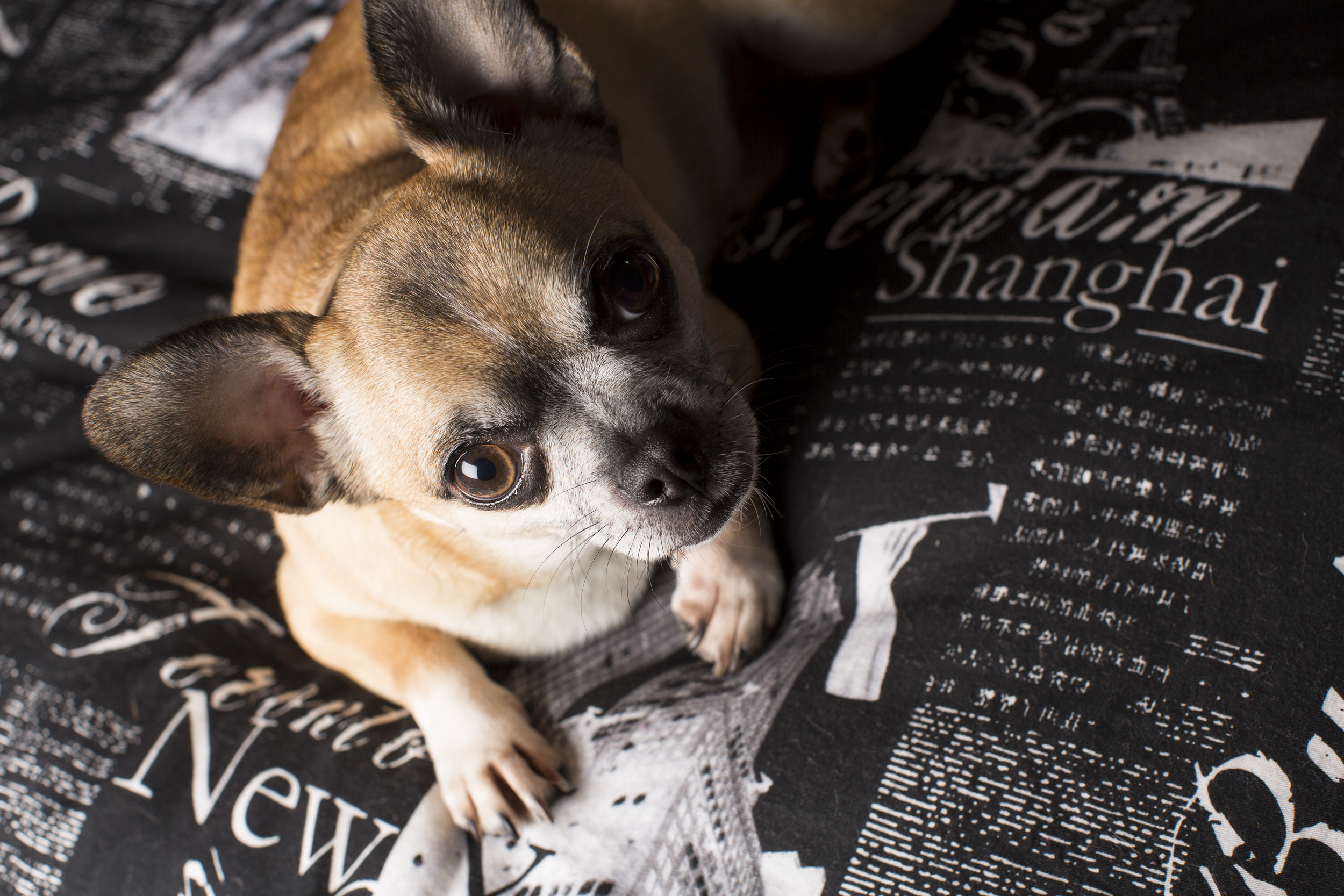 07 Chihuahua dog on location pet photography studio session paris industrial bedding.jpg