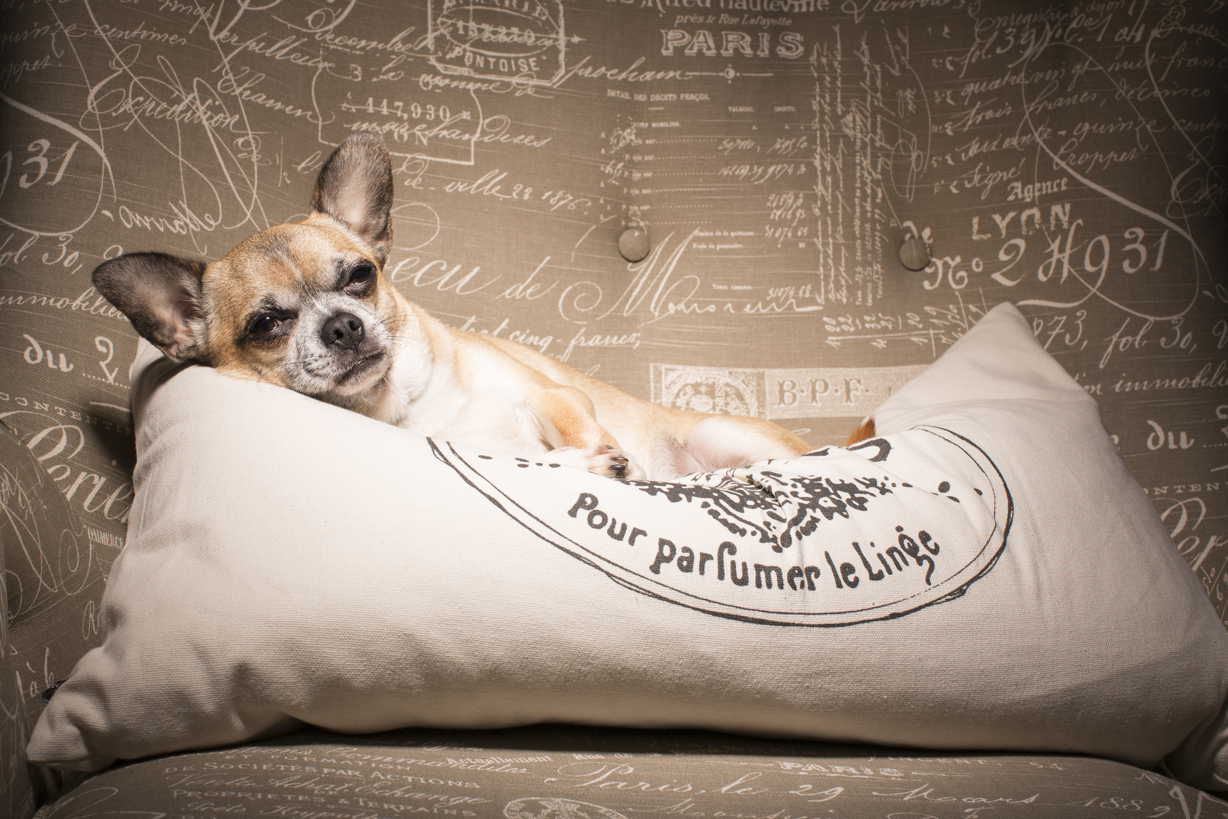 06 Chihuahua dog on location pet photography studio session paris industrial chair and pillow.jpg