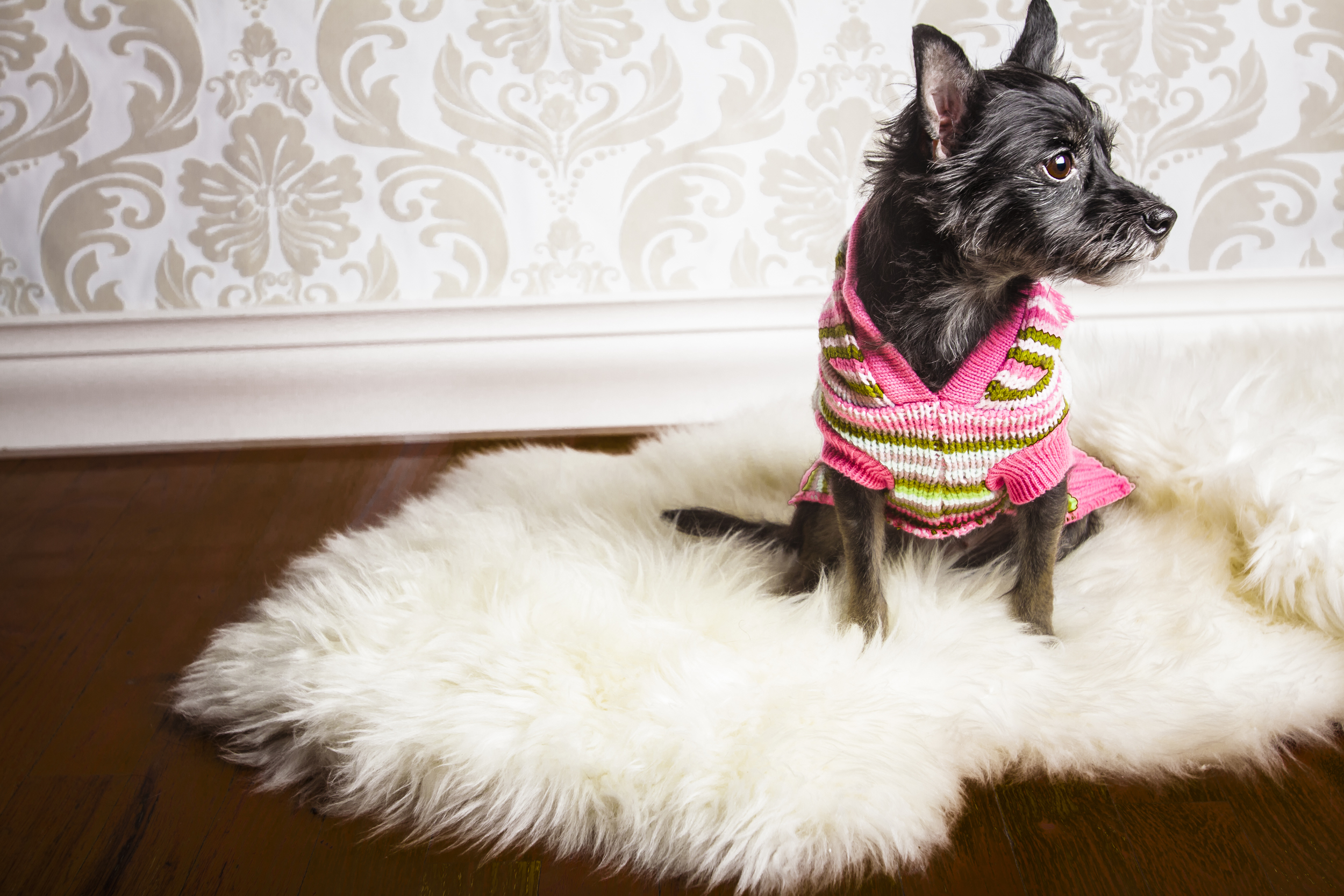 11 Small dog holiday studio pet photography session vintage background  with sweater on white fur rug.jpg