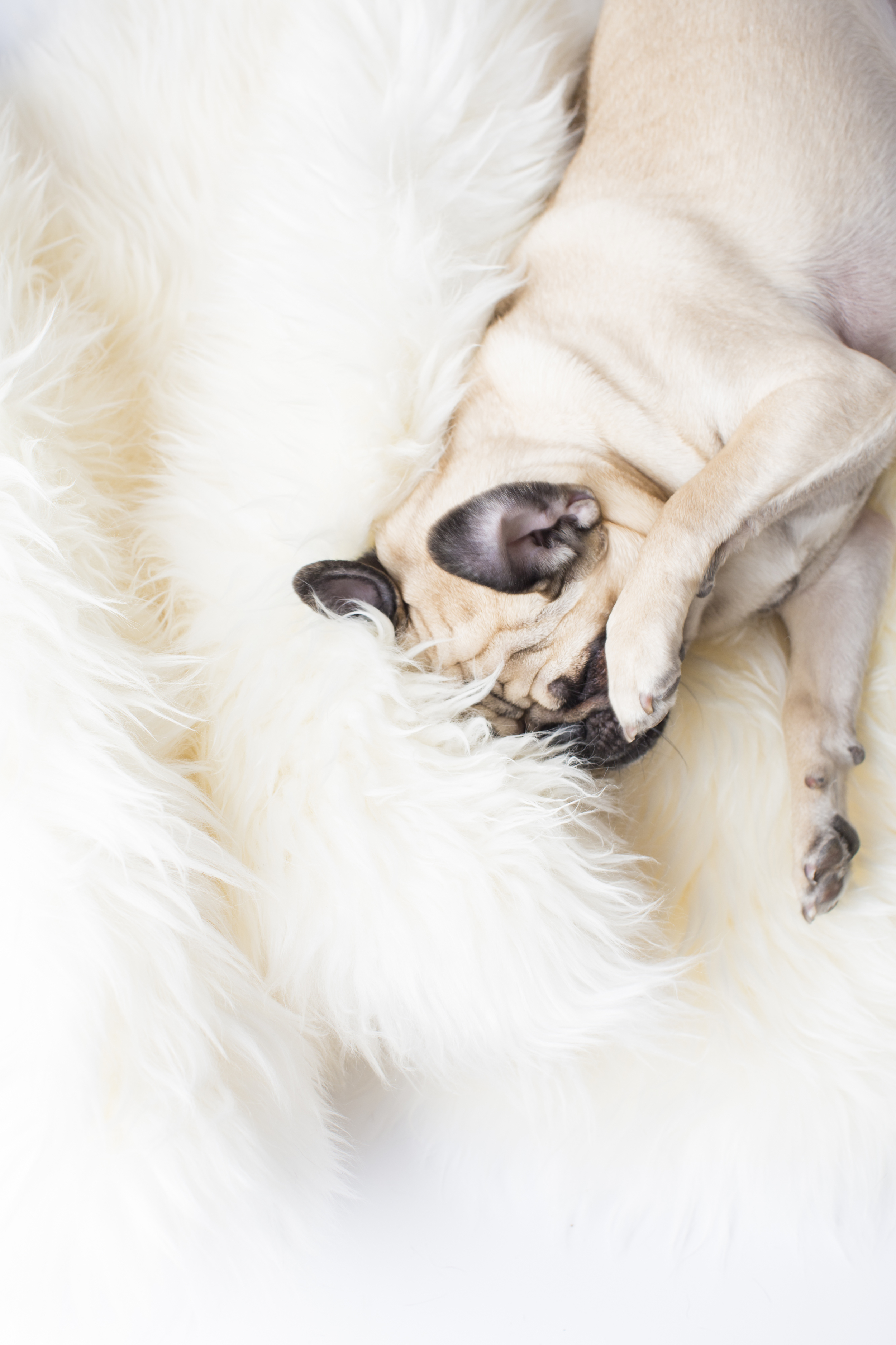 15 Pug rolling playing paw on white fur rug pet photography studio session.jpg