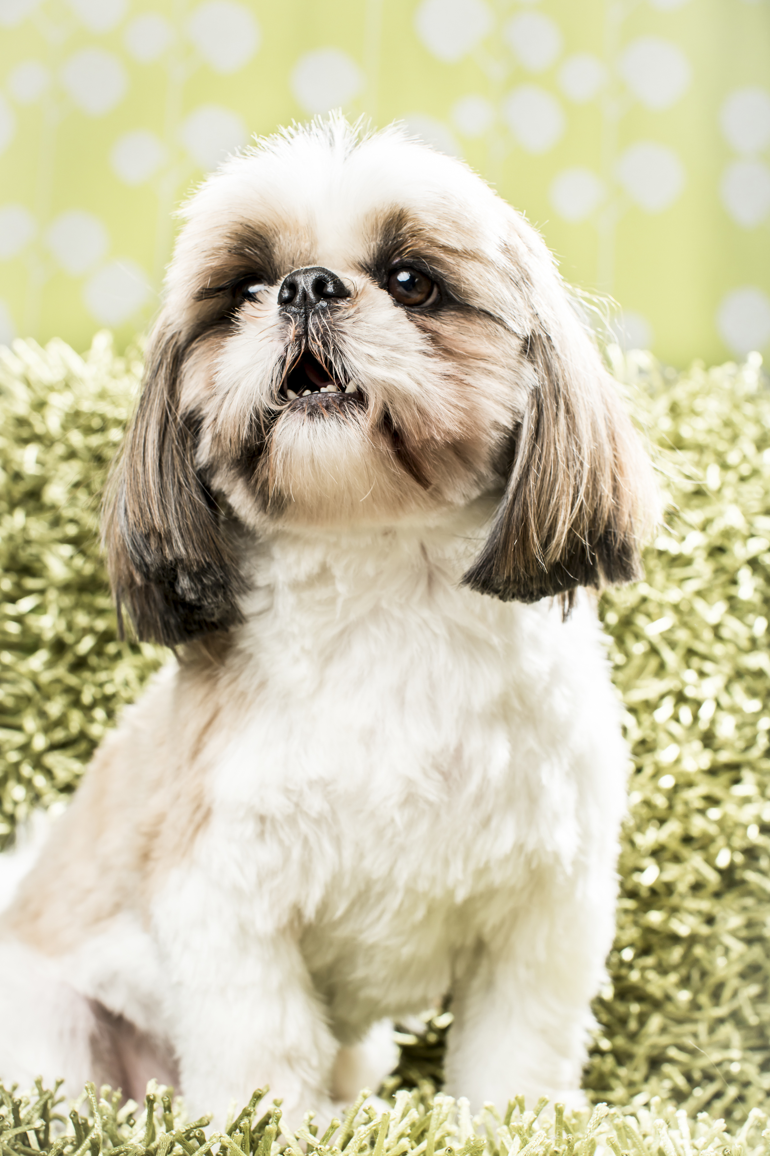 18 Shih tzu dog studio pet photography session on green vintage background.jpg