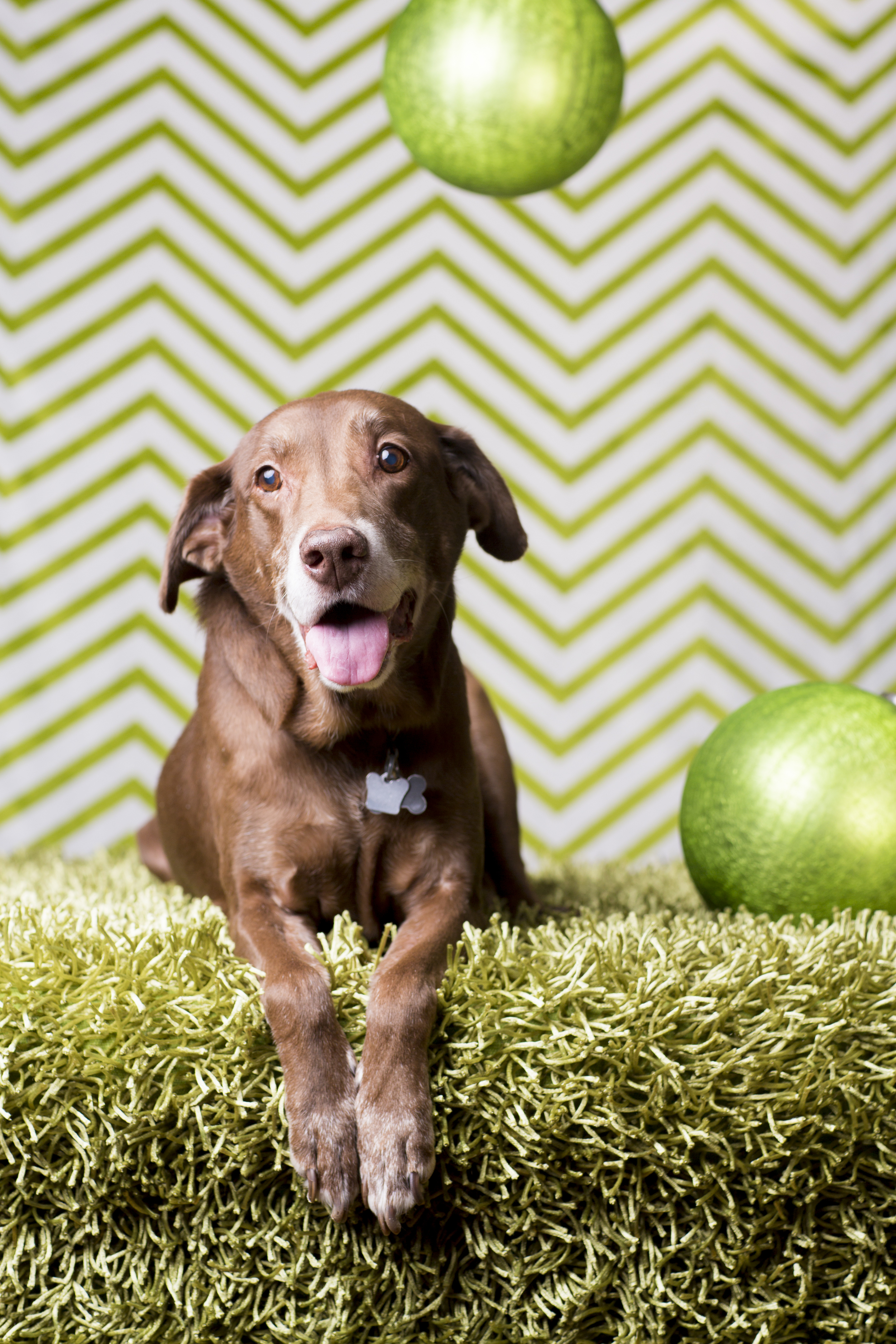 19 Chocolate lab holiday studio pet photography session chevron background green christmas baubles.jpg