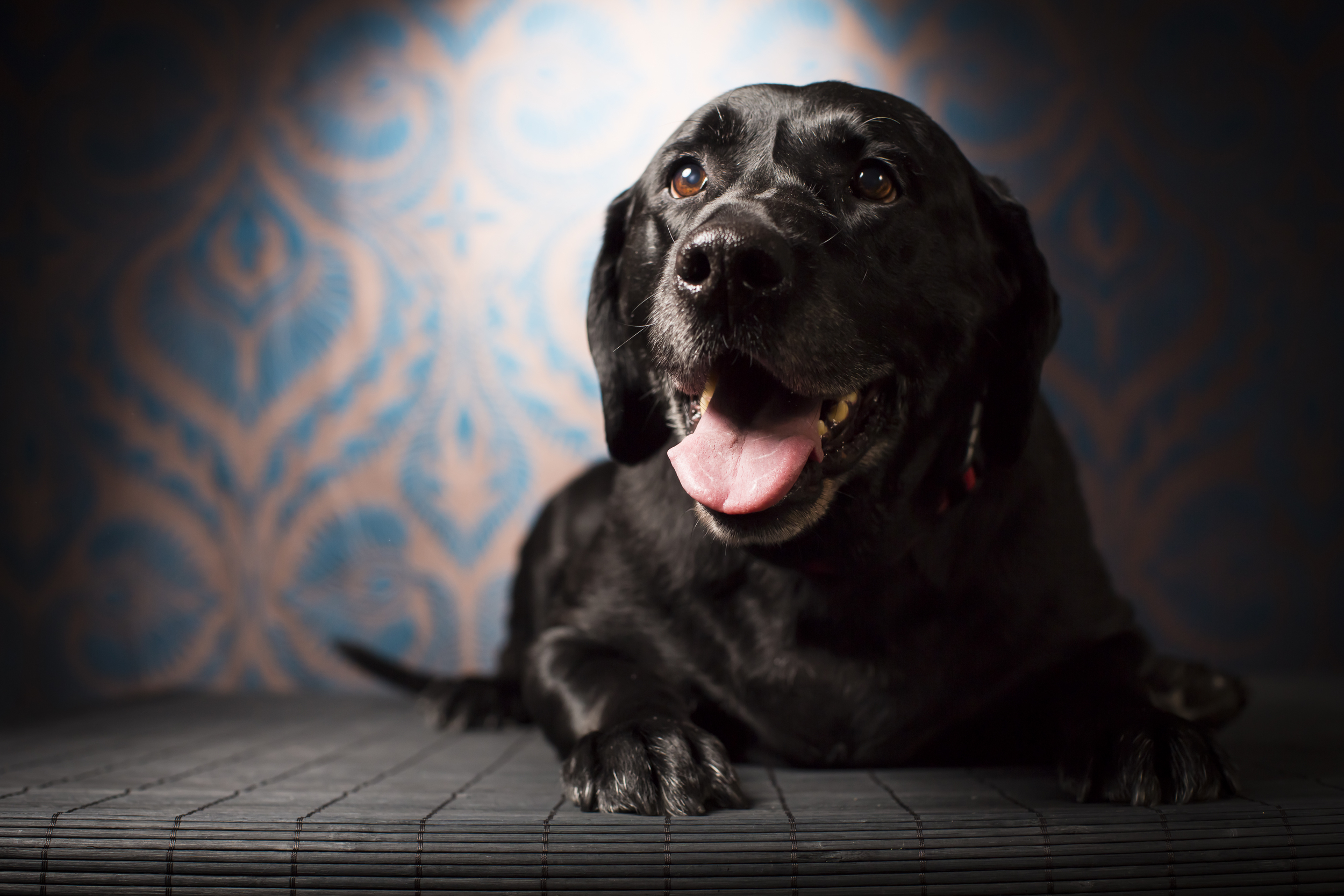 30 Black lab studio pet photography session vintage background moody lighting.jpg