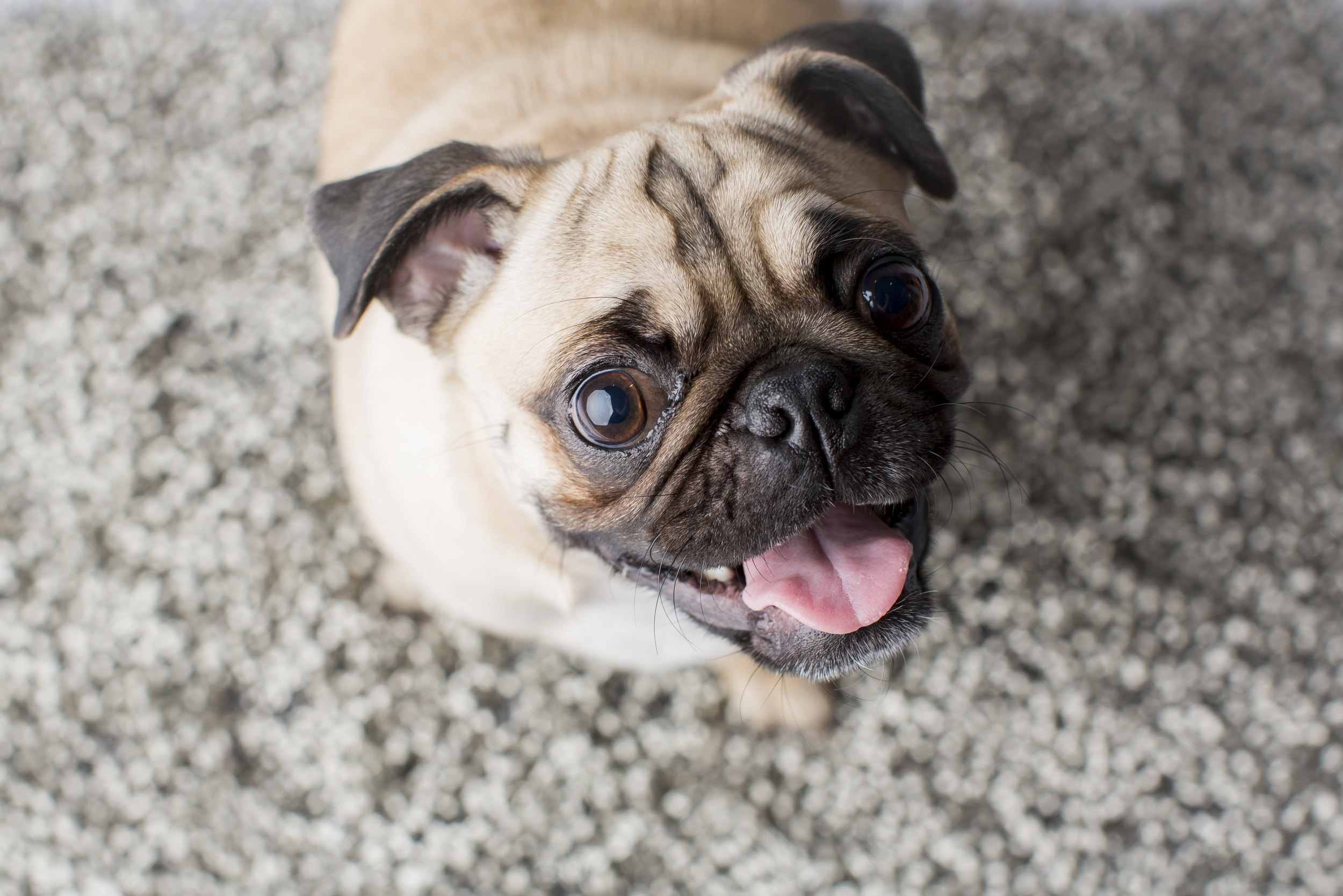 33 Pug pet photography studio session on shag rug background.jpg