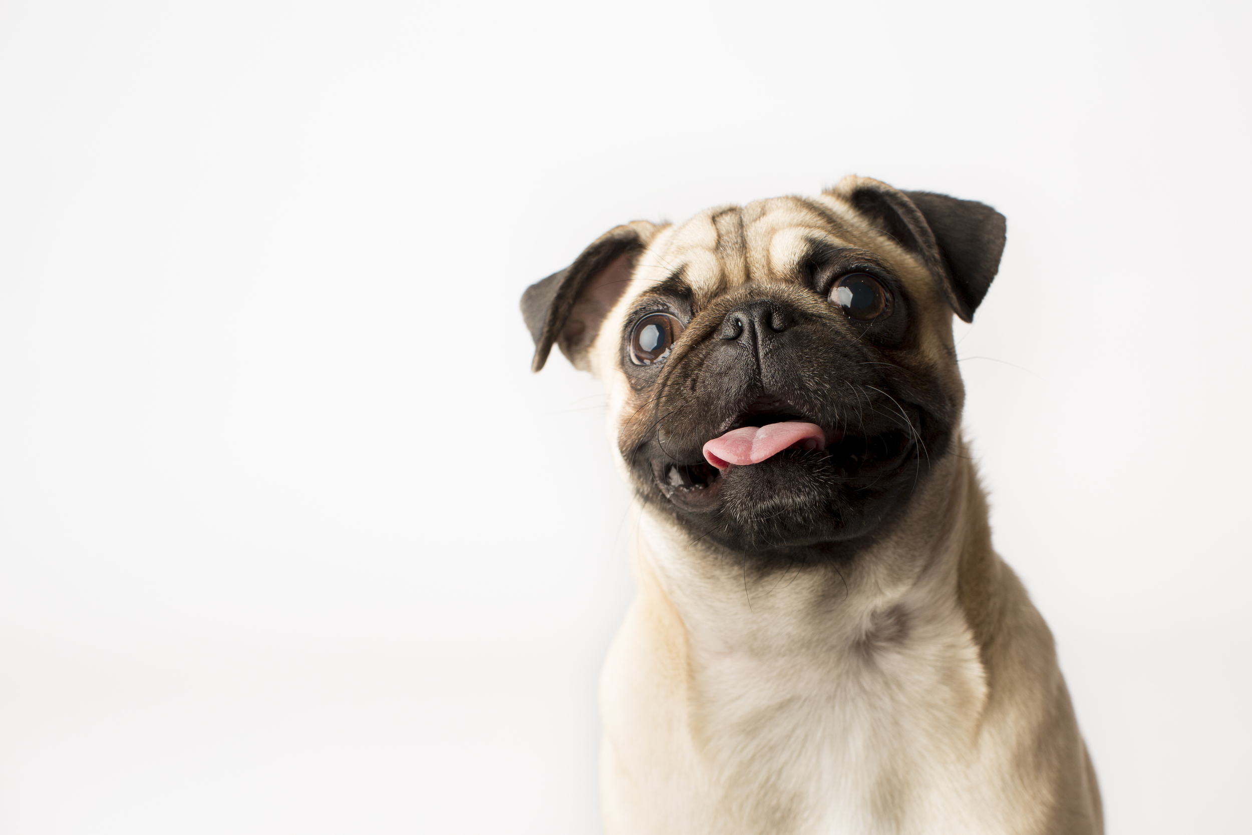 45 Pug pet photography studio session on white background.jpg