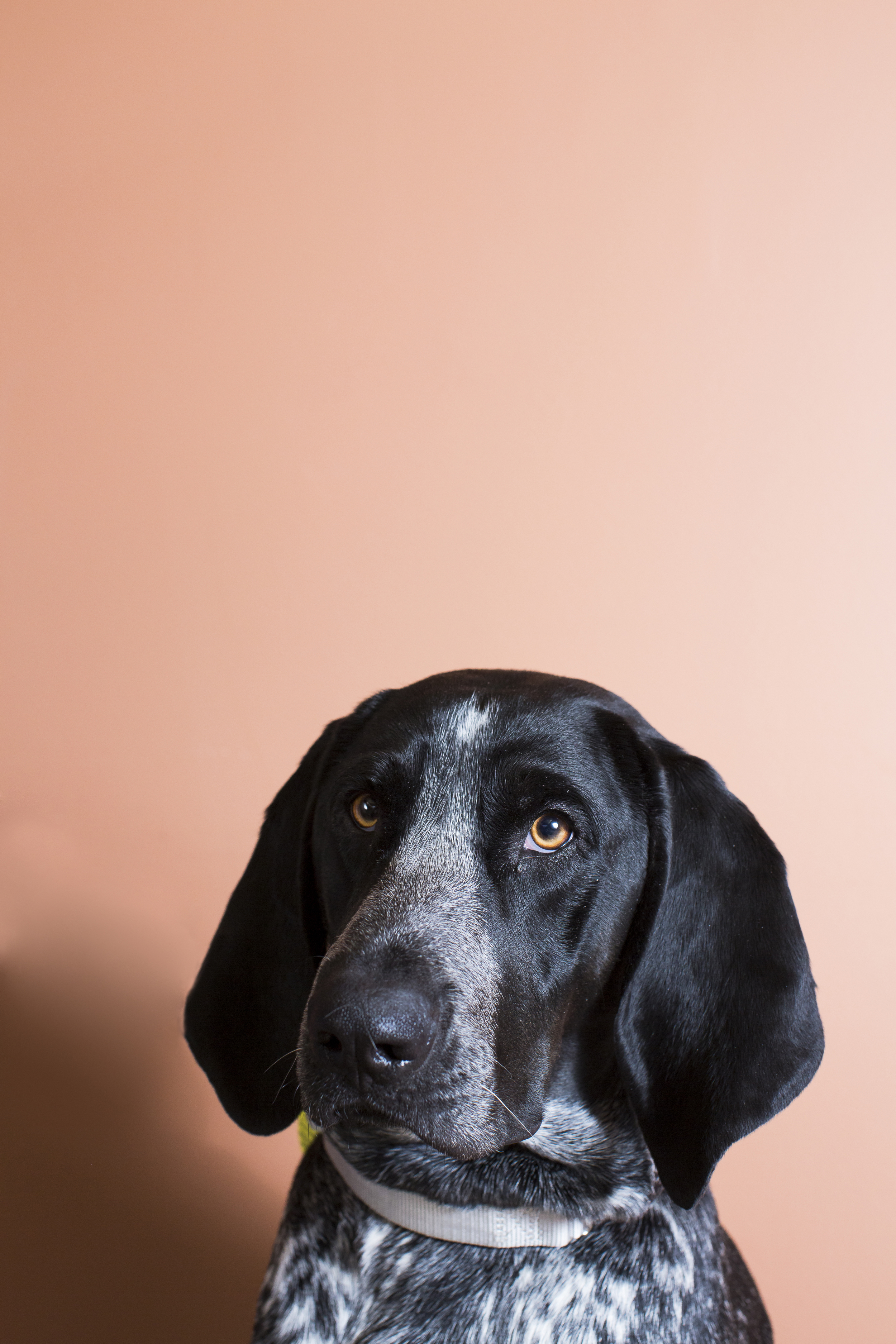 46 Mixed breed dog studio pet photography session warm orange background.jpg
