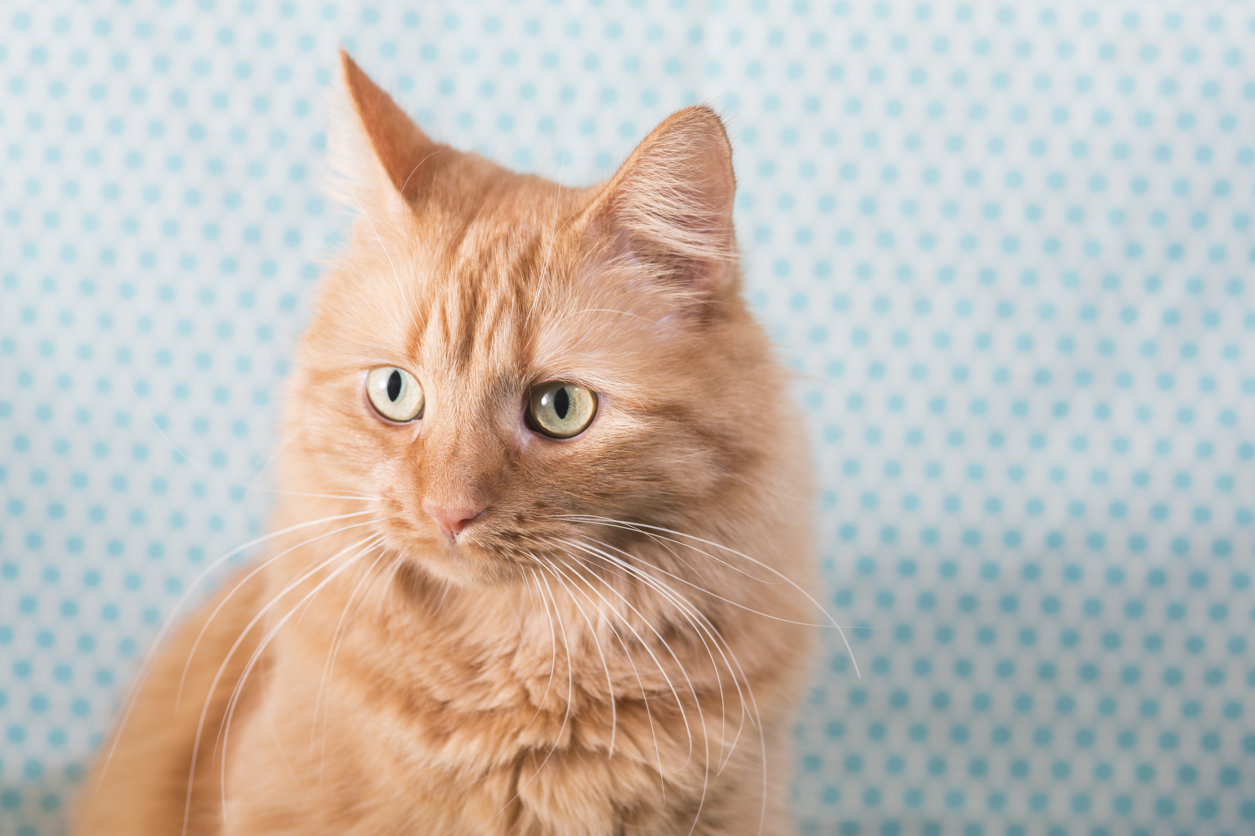 03 orange cat pet photography studio session on blue polka dot fabric.jpg