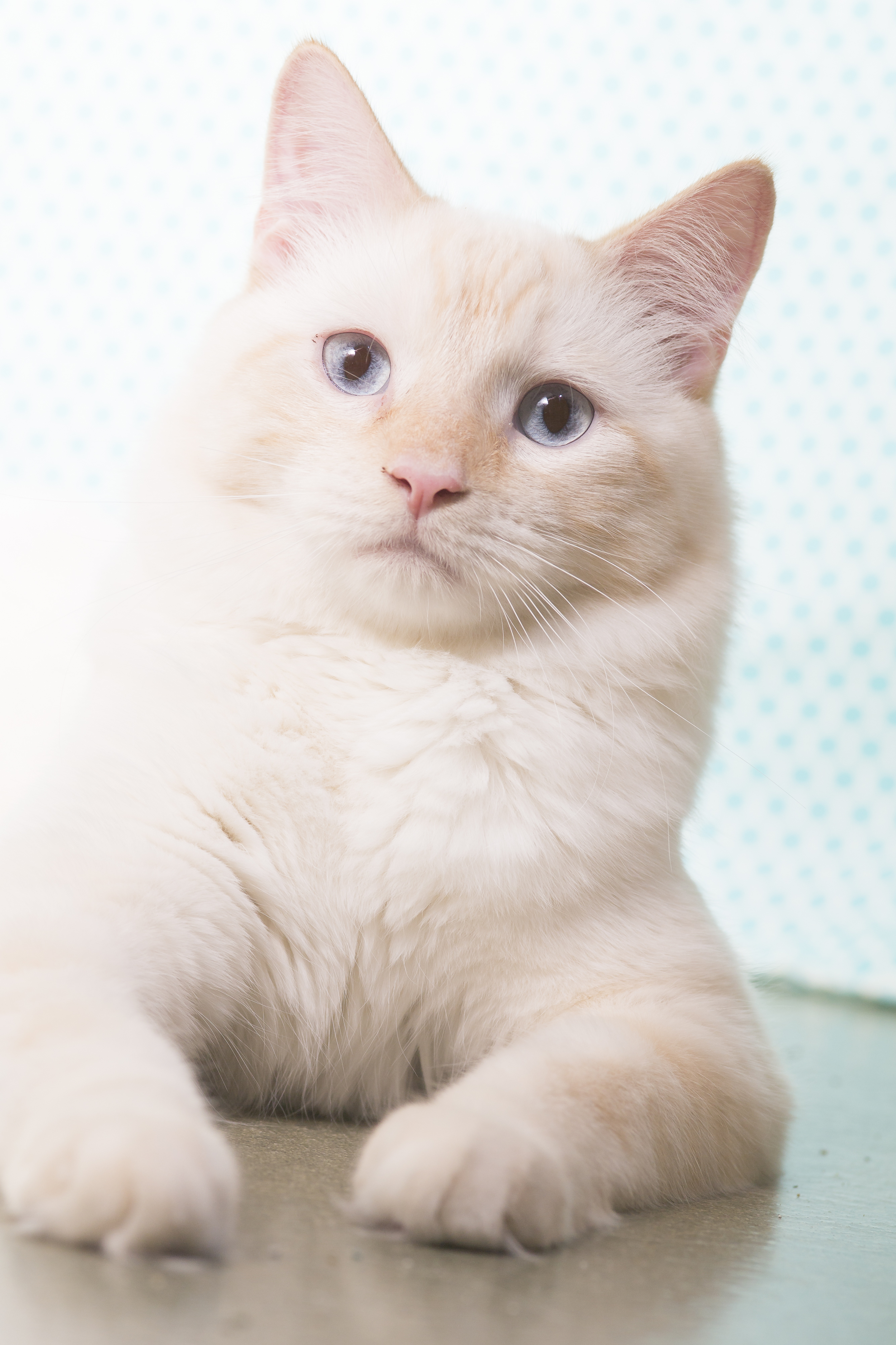 06 white cat pet photography studio session on blue polka dot fabric.jpg