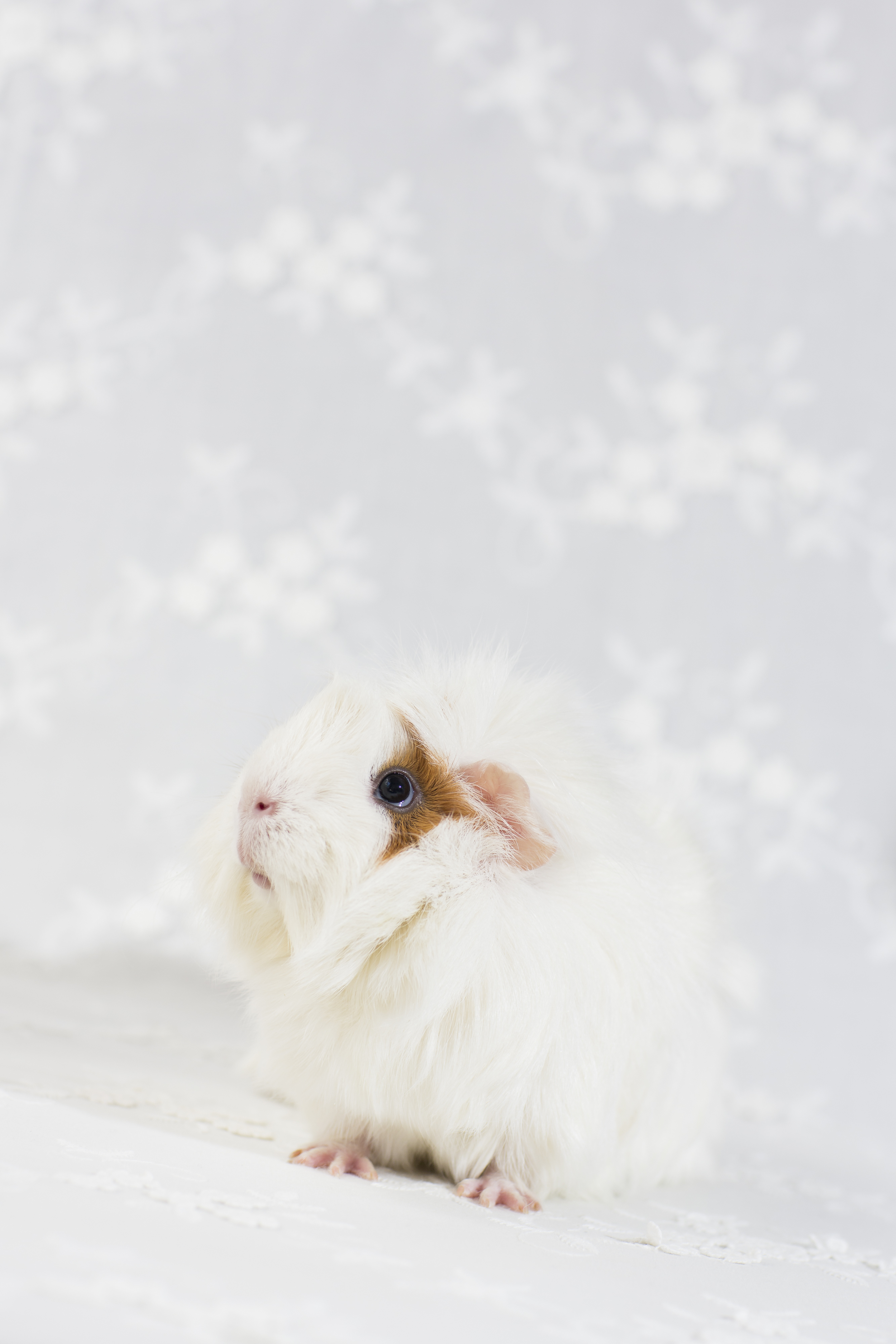 13 white and brown guinea pig pet photography studio session on white fabric.jpg