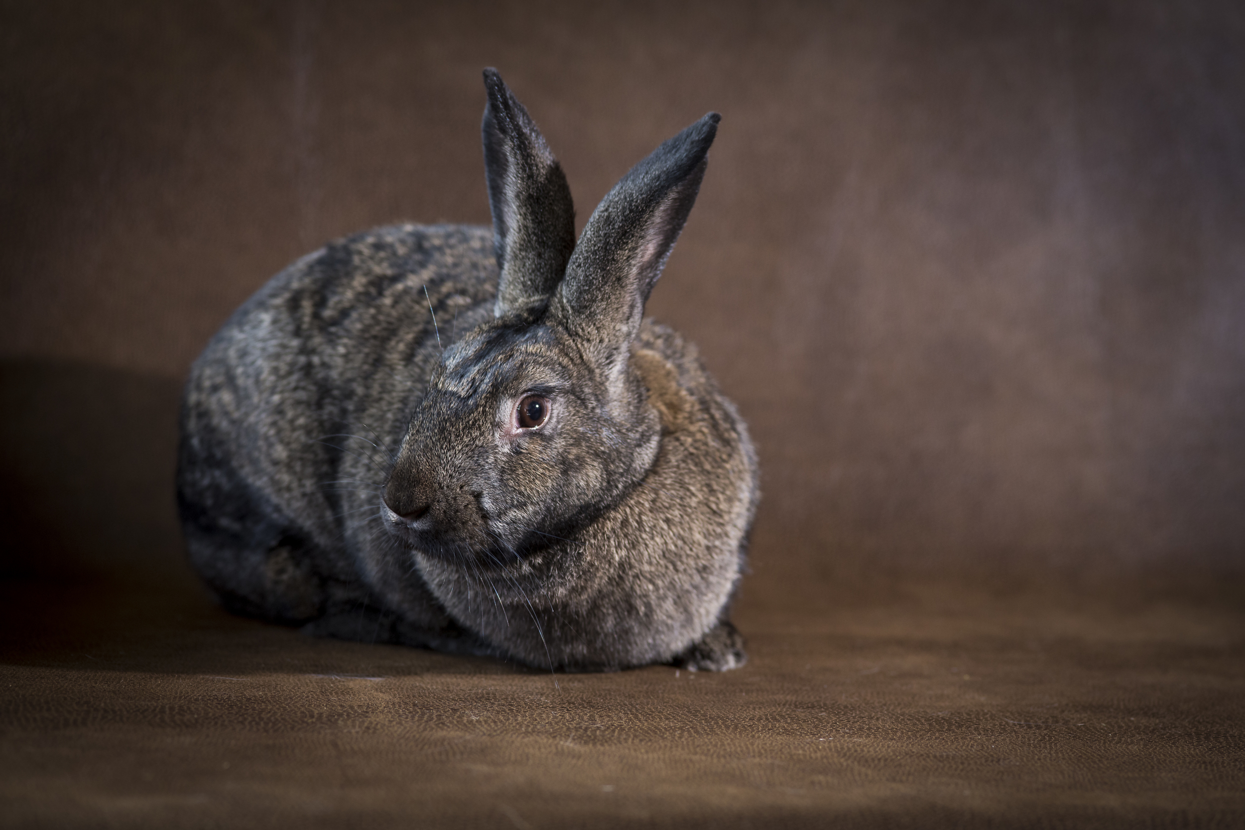 35 beautiful tan and black bunny rabbit pet photography studio session on worn leather fabric.jpg