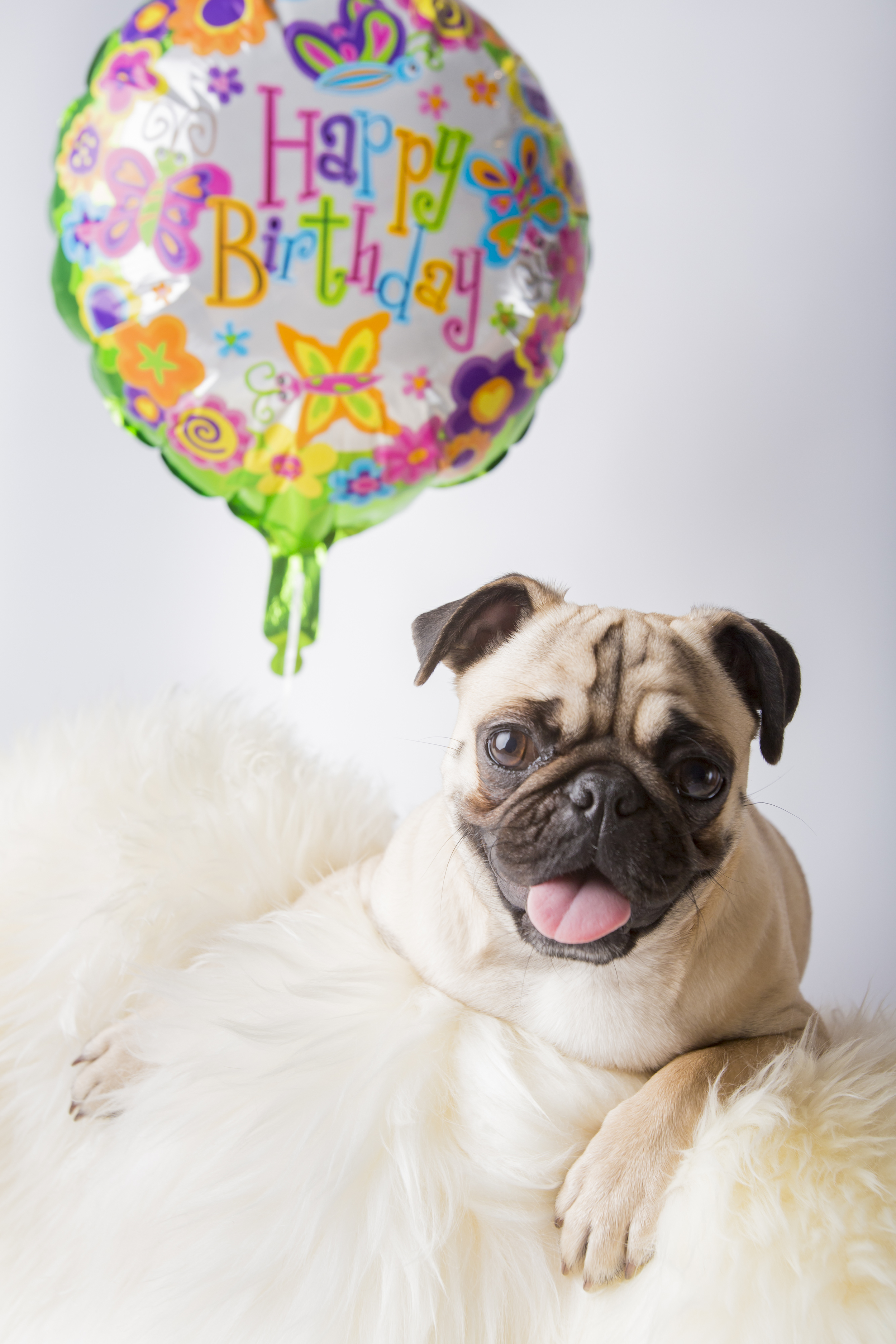 02 Pug birthday balloon pet photography studio session on white fur rug.jpg