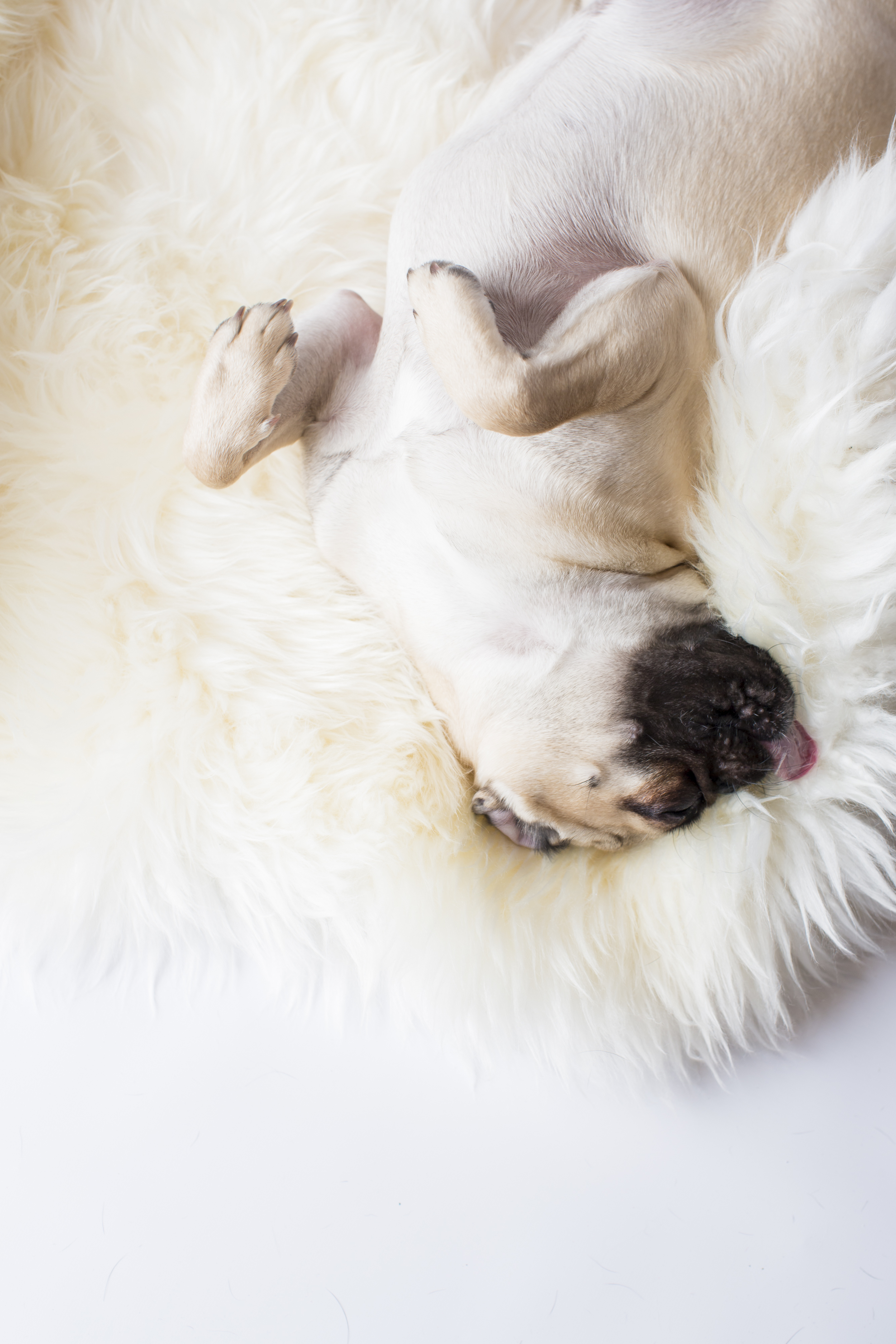 05 Pug rolling playing on white fur rug pet photography studio session.jpg