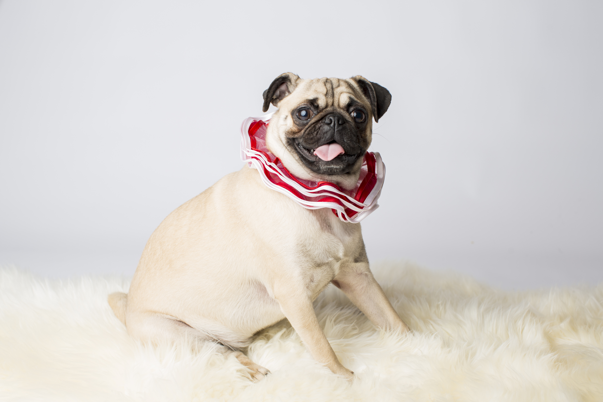 09 Pug holiday christmas collar pet photography studio session on white fur rug.jpg