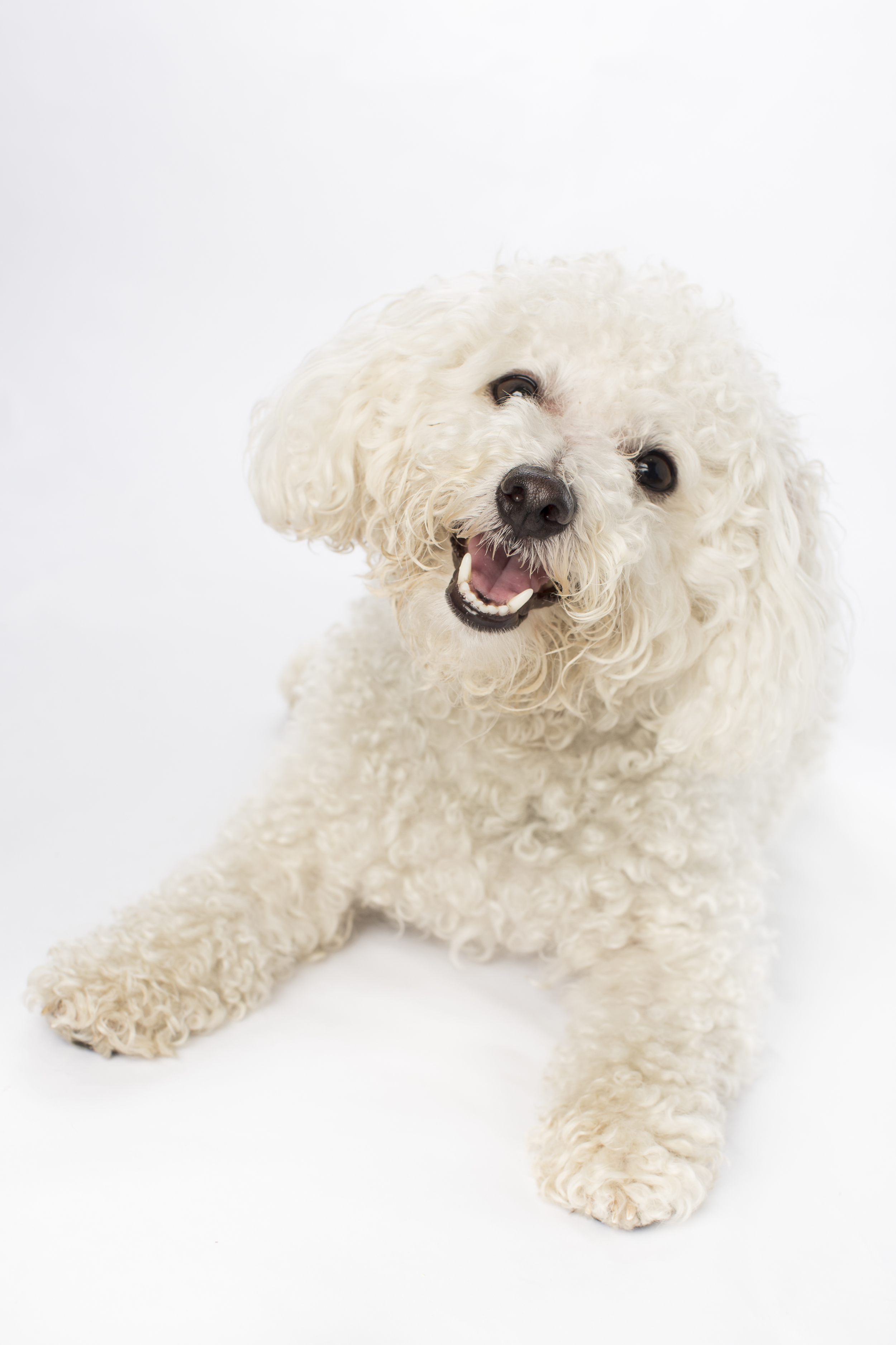 16 Happy white poodle puppy dog studio pet photography session on white.jpg